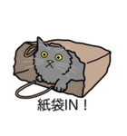 猫あるある（灰色猫／長毛）（個別スタンプ：20）