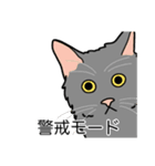猫あるある（灰色猫／長毛）（個別スタンプ：23）