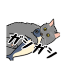 猫あるある（灰色猫／長毛）（個別スタンプ：24）