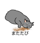 猫あるある（灰色猫／長毛）（個別スタンプ：25）