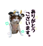 敬語 写真猫すたんぷ（個別スタンプ：1）