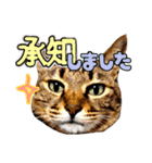 敬語 写真猫すたんぷ（個別スタンプ：2）