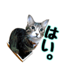 敬語 写真猫すたんぷ（個別スタンプ：4）