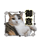 敬語 写真猫すたんぷ（個別スタンプ：5）