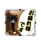 敬語 写真猫すたんぷ（個別スタンプ：6）