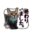 敬語 写真猫すたんぷ（個別スタンプ：7）
