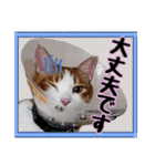 敬語 写真猫すたんぷ（個別スタンプ：9）
