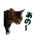 敬語 写真猫すたんぷ（個別スタンプ：10）