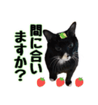 敬語 写真猫すたんぷ（個別スタンプ：11）