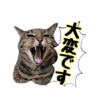 敬語 写真猫すたんぷ（個別スタンプ：12）