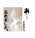 敬語 写真猫すたんぷ（個別スタンプ：13）