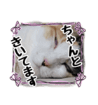 敬語 写真猫すたんぷ（個別スタンプ：14）