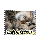 敬語 写真猫すたんぷ（個別スタンプ：16）
