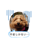 茶色のといぷーさん2（個別スタンプ：11）
