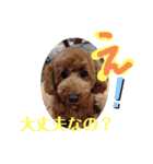 茶色のといぷーさん2（個別スタンプ：16）