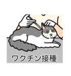 猫あるある（ハチワレ灰色猫／長毛）（個別スタンプ：9）