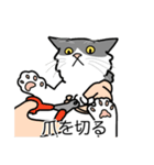 猫あるある（ハチワレ灰色猫／長毛）（個別スタンプ：11）