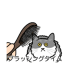 猫あるある（ハチワレ灰色猫／長毛）（個別スタンプ：12）