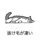 猫あるある（ハチワレ灰色猫／長毛）（個別スタンプ：13）
