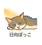 猫あるある（ハチワレ灰色猫／長毛）（個別スタンプ：16）