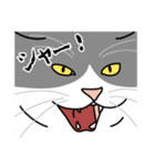 猫あるある（ハチワレ灰色猫／長毛）（個別スタンプ：18）