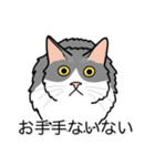 猫あるある（ハチワレ灰色猫／長毛）（個別スタンプ：19）