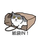 猫あるある（ハチワレ灰色猫／長毛）（個別スタンプ：20）