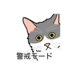 猫あるある（ハチワレ灰色猫／長毛）（個別スタンプ：23）