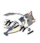 猫あるある（ハチワレ灰色猫／長毛）（個別スタンプ：24）