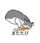 猫あるある（ハチワレ灰色猫／長毛）（個別スタンプ：25）