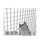 猫あるある（ハチワレ灰色猫／長毛）（個別スタンプ：27）
