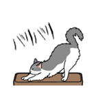猫あるある（ハチワレ灰色猫／長毛）（個別スタンプ：28）