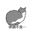 猫あるある（ハチワレ灰色猫／長毛）（個別スタンプ：31）