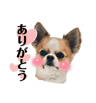 チワワのレイくんスタンプ2（個別スタンプ：2）