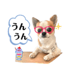 チワワのレイくんスタンプ2（個別スタンプ：7）