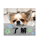 チワワのレイくんスタンプ2（個別スタンプ：10）