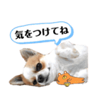 チワワのレイくんスタンプ2（個別スタンプ：11）