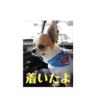 チワワのレイくんスタンプ2（個別スタンプ：12）