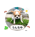 チワワのレイくんスタンプ2（個別スタンプ：15）
