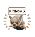 チワワのレイくんスタンプ2（個別スタンプ：18）