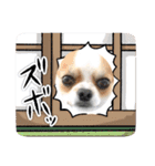 チワワのレイくんスタンプ2（個別スタンプ：23）