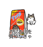 猫あるある（白キジ猫／長毛）（個別スタンプ：1）