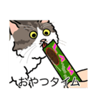 猫あるある（白キジ猫／長毛）（個別スタンプ：4）