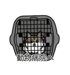 猫あるある（白キジ猫／長毛）（個別スタンプ：8）