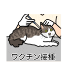 猫あるある（白キジ猫／長毛）（個別スタンプ：9）