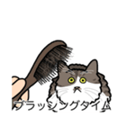 猫あるある（白キジ猫／長毛）（個別スタンプ：12）