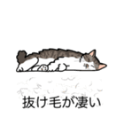 猫あるある（白キジ猫／長毛）（個別スタンプ：13）