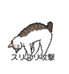猫あるある（白キジ猫／長毛）（個別スタンプ：15）
