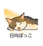 猫あるある（白キジ猫／長毛）（個別スタンプ：16）