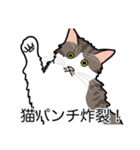 猫あるある（白キジ猫／長毛）（個別スタンプ：17）